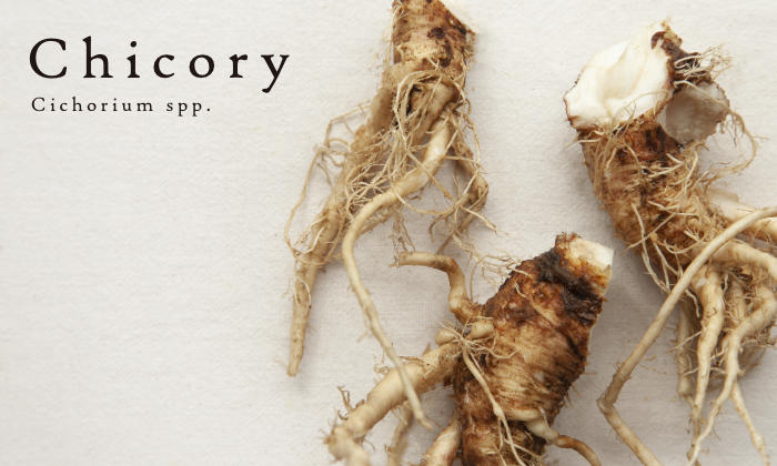 Chicory Root