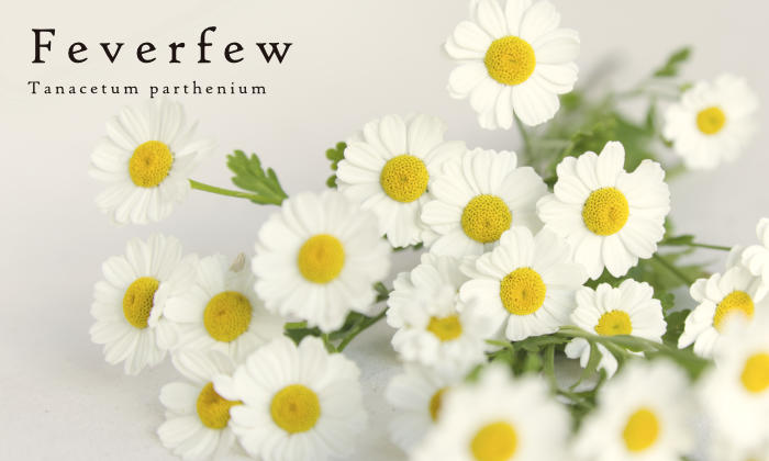 Feverfew
