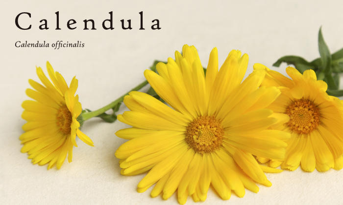 Calendula