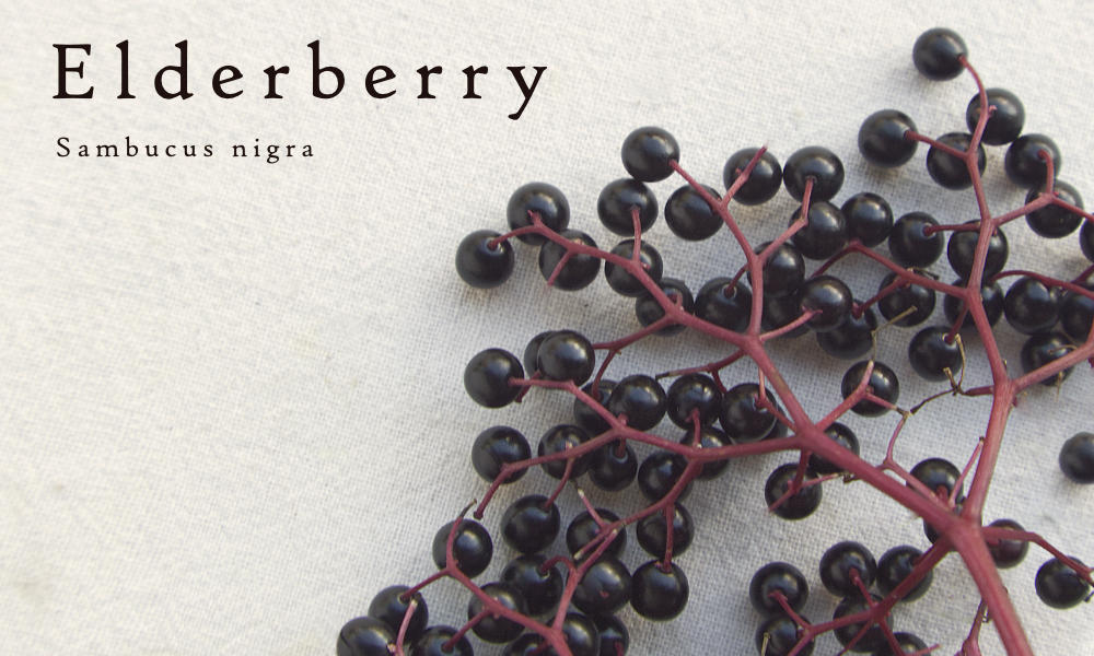 Elderberry
