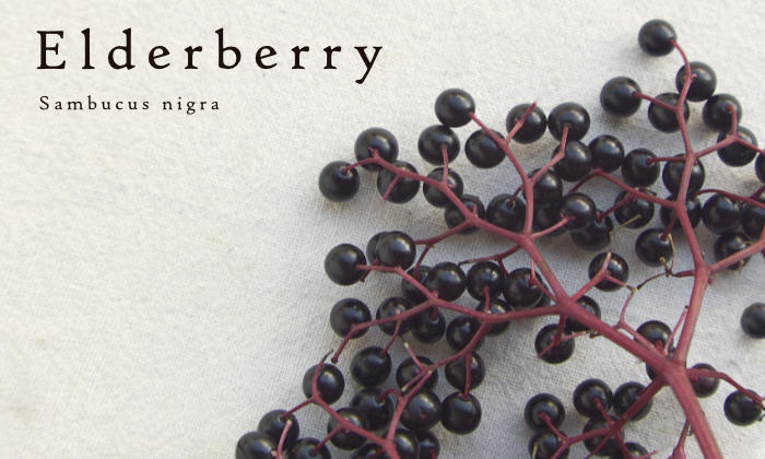 Elderberry