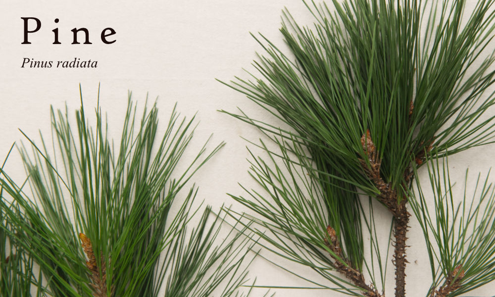 Radiata Pine