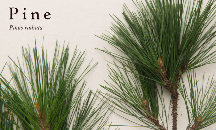 Radiata Pine