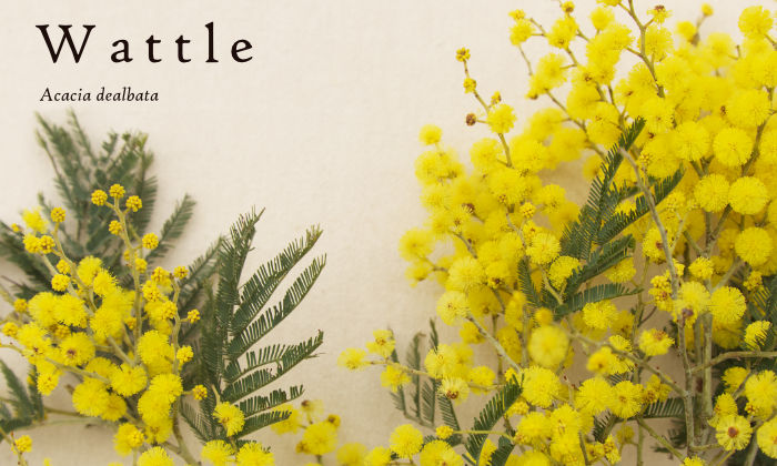 Silver Wattle