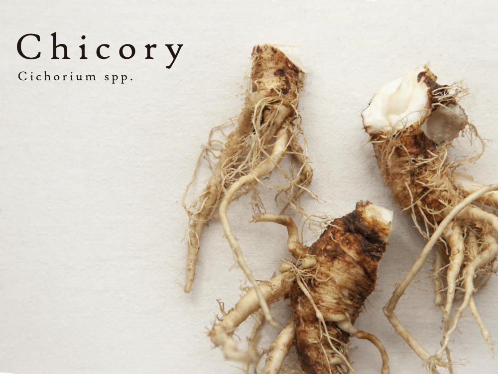 Chicory Root