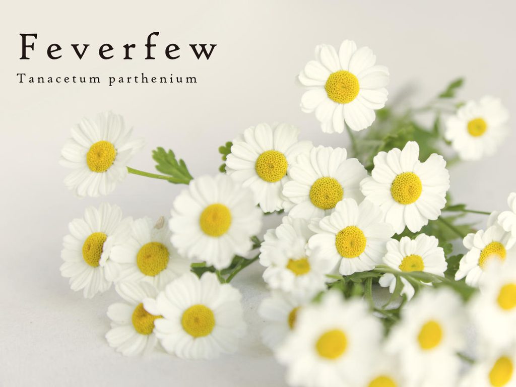 Feverfew
