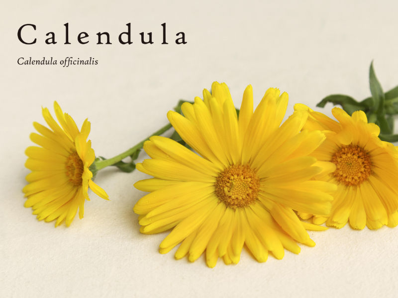 Calendula